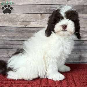 Sydney, Mini Bernedoodle Puppy